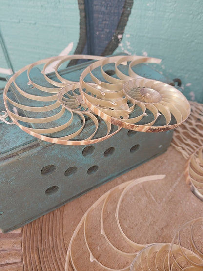 Center Sliced Tiger Nautilus Shells