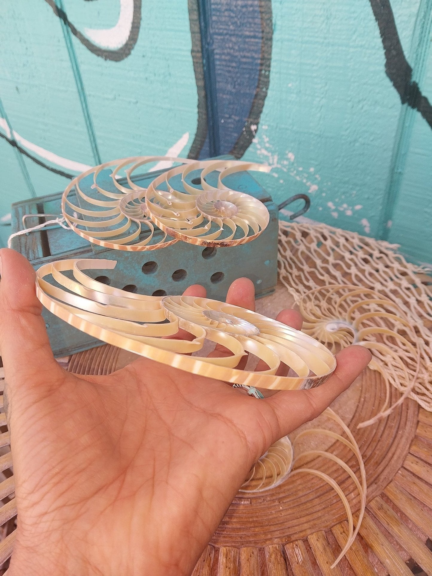 Center Sliced Tiger Nautilus Shells