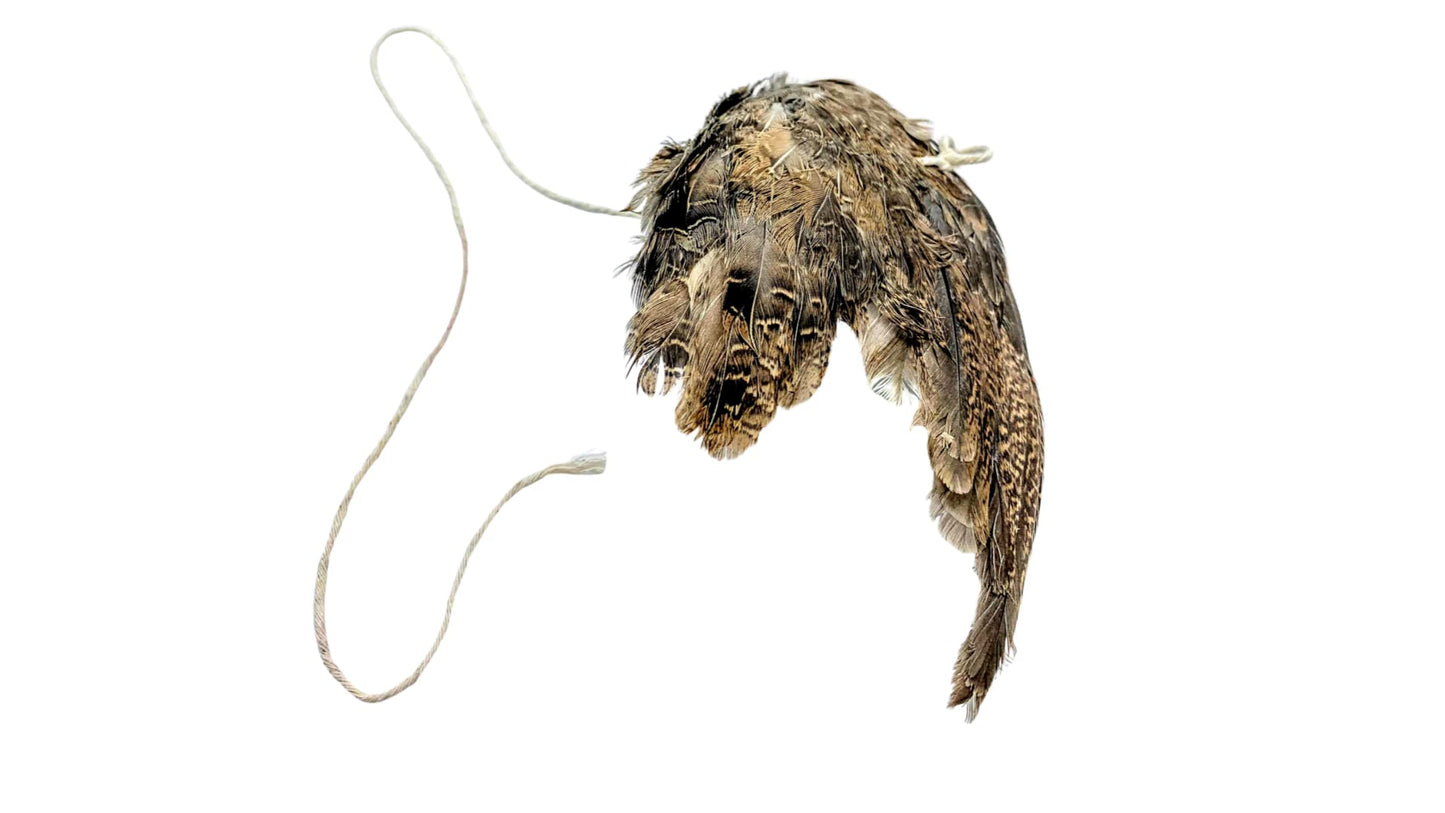 Wing on String Cat Toy - Real Bird Wing Dog Training Supplies & Accessories, Quail Wing Bird Scent Interactive Play for Cats, Hunting Dog Training Bird Retrieval Cat Trainer