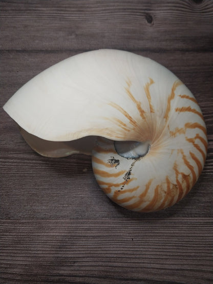Chambered Tiger Nautilus Shell 7.5"x6"x3.5" | Striped Coastal Display Shell