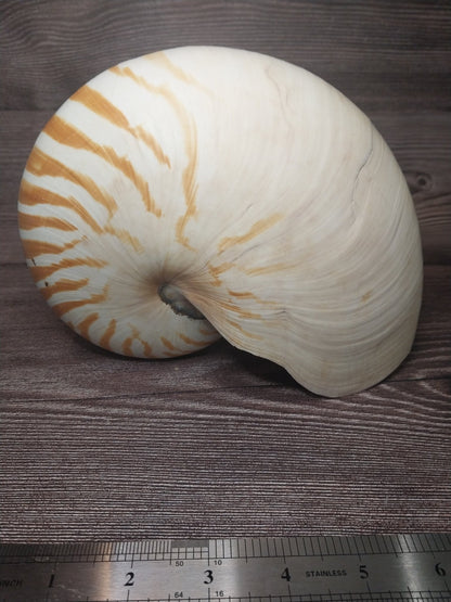 Chambered Tiger Nautilus Shell 7.5"x6"x3.5" | Striped Coastal Display Shell