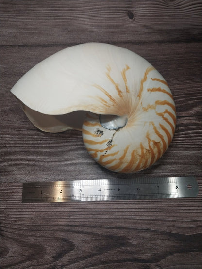 Chambered Tiger Nautilus Shell 7.5"x6"x3.5" | Striped Coastal Display Shell