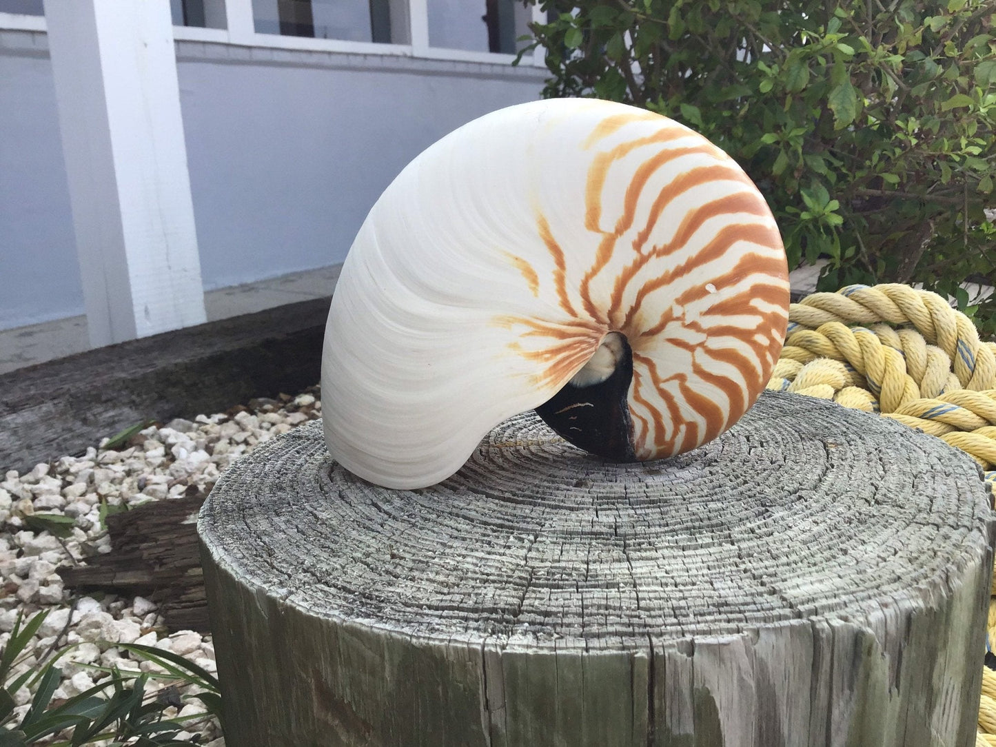 Chambered Tiger Stripe Nautilus Shell
