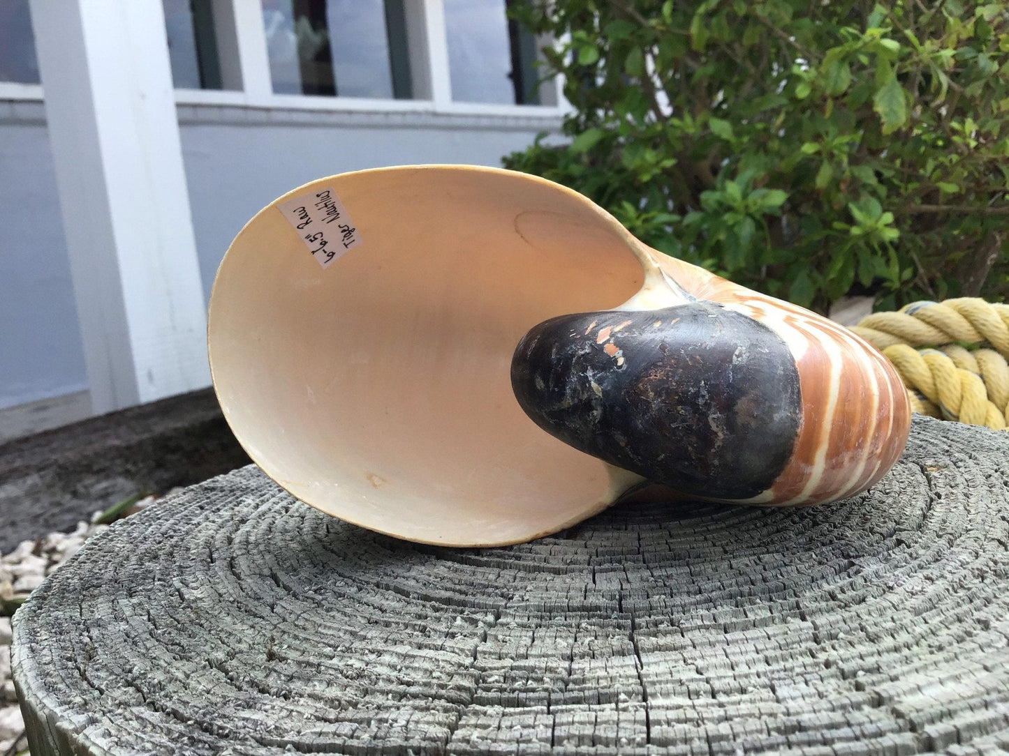 Chambered Tiger Stripe Nautilus Shell