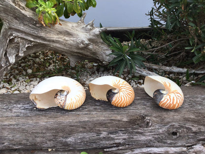 Chambered Tiger Stripe Nautilus Shell