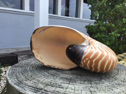 Chambered Tiger Stripe Nautilus Shell