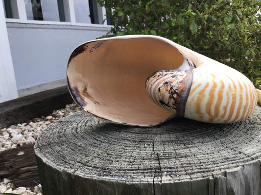 Chambered Tiger Stripe Nautilus Shell