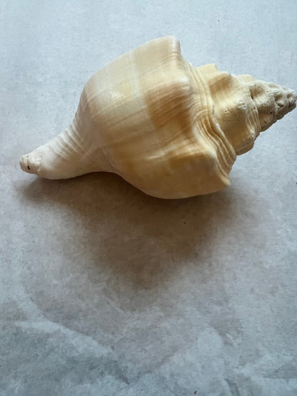 Chank Conch Shell