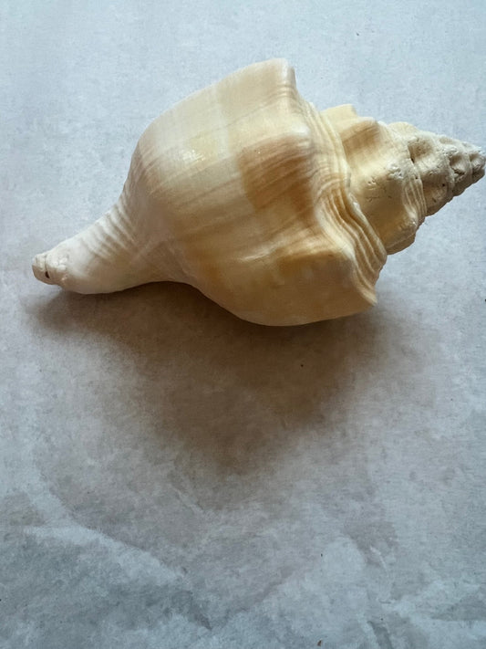 Chank Conch Shell