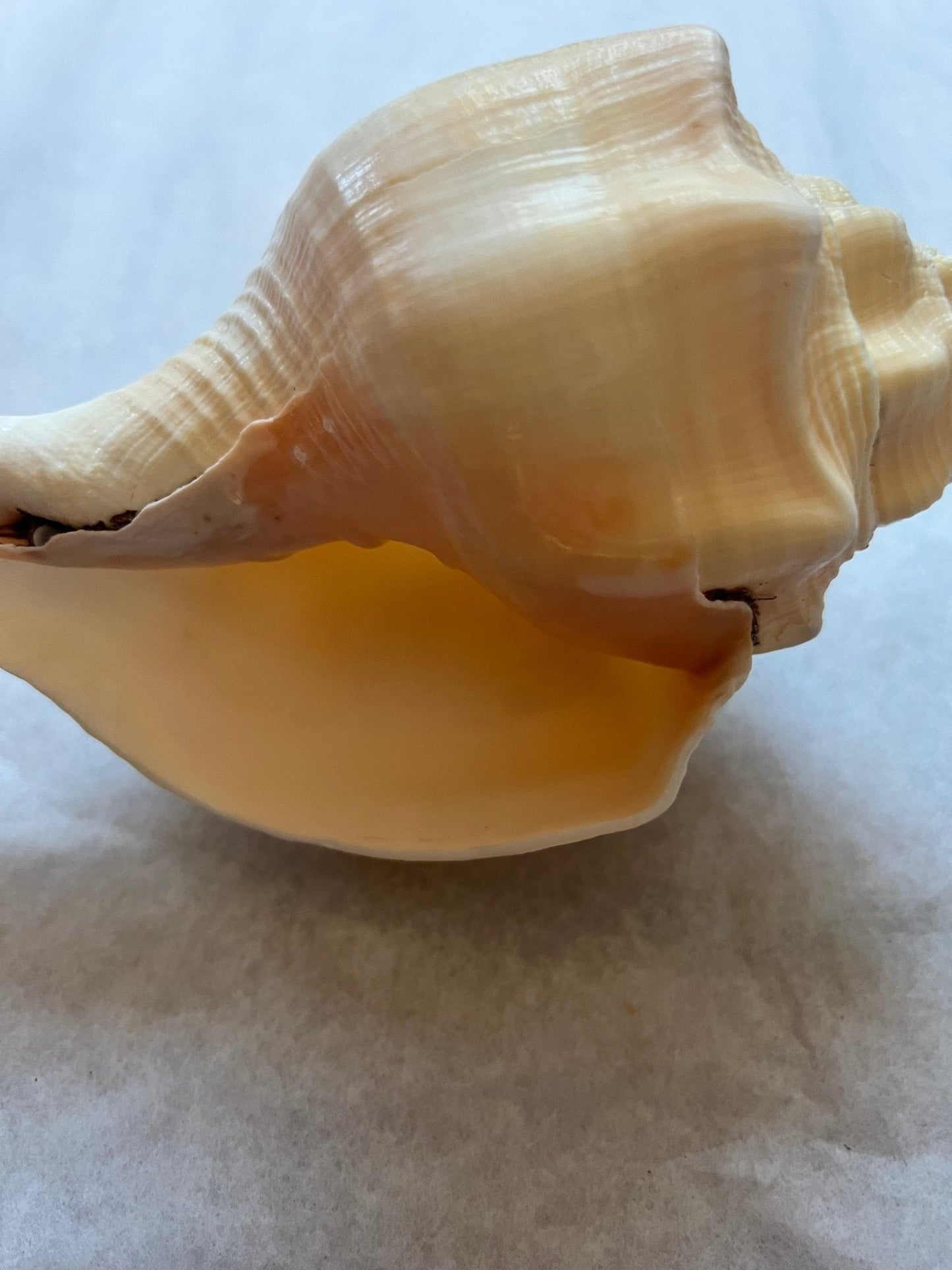 Chank Conch Shell