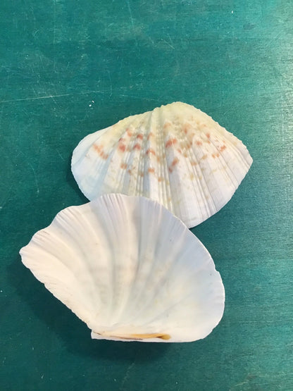 China Clam Shell Pairs (Hippopus porcellanus)