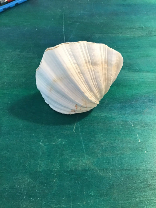 China Clam Shell Pairs (Hippopus porcellanus)