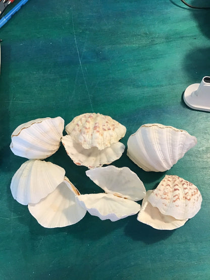 China Clam Shell Pairs (Hippopus porcellanus)