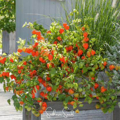 Chinese Lantern – 50 Seeds