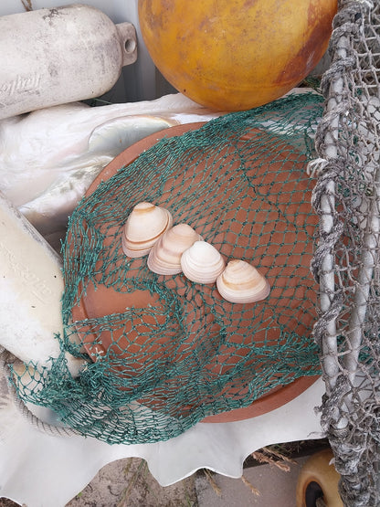 Chocolate Clam Shells