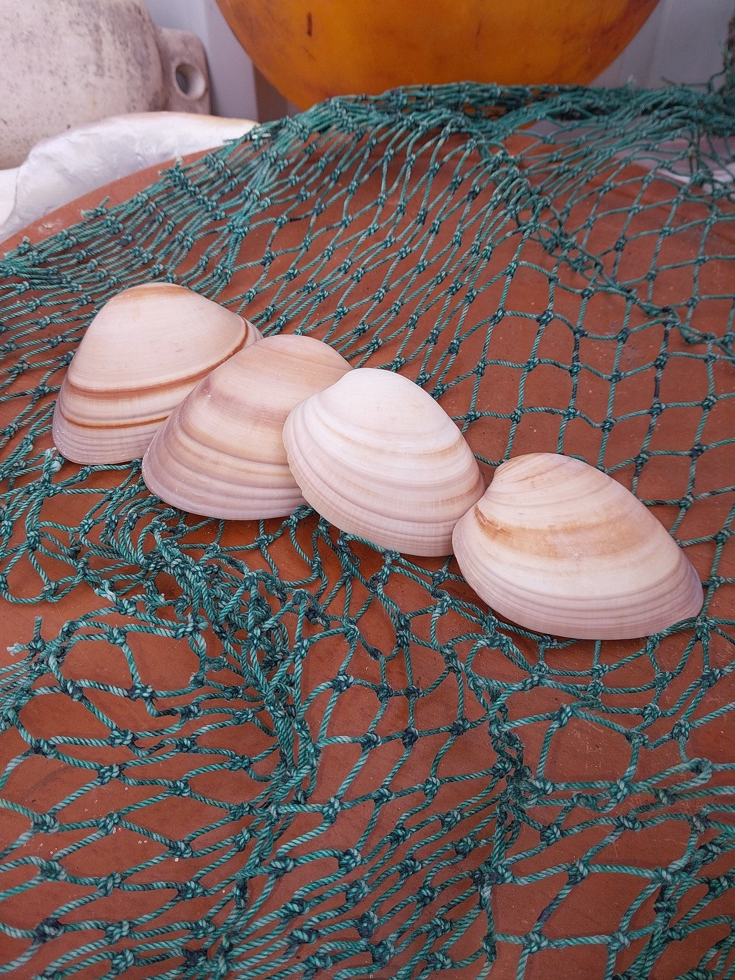 Chocolate Clam Shells