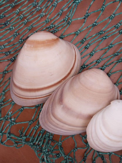 Chocolate Clam Shells