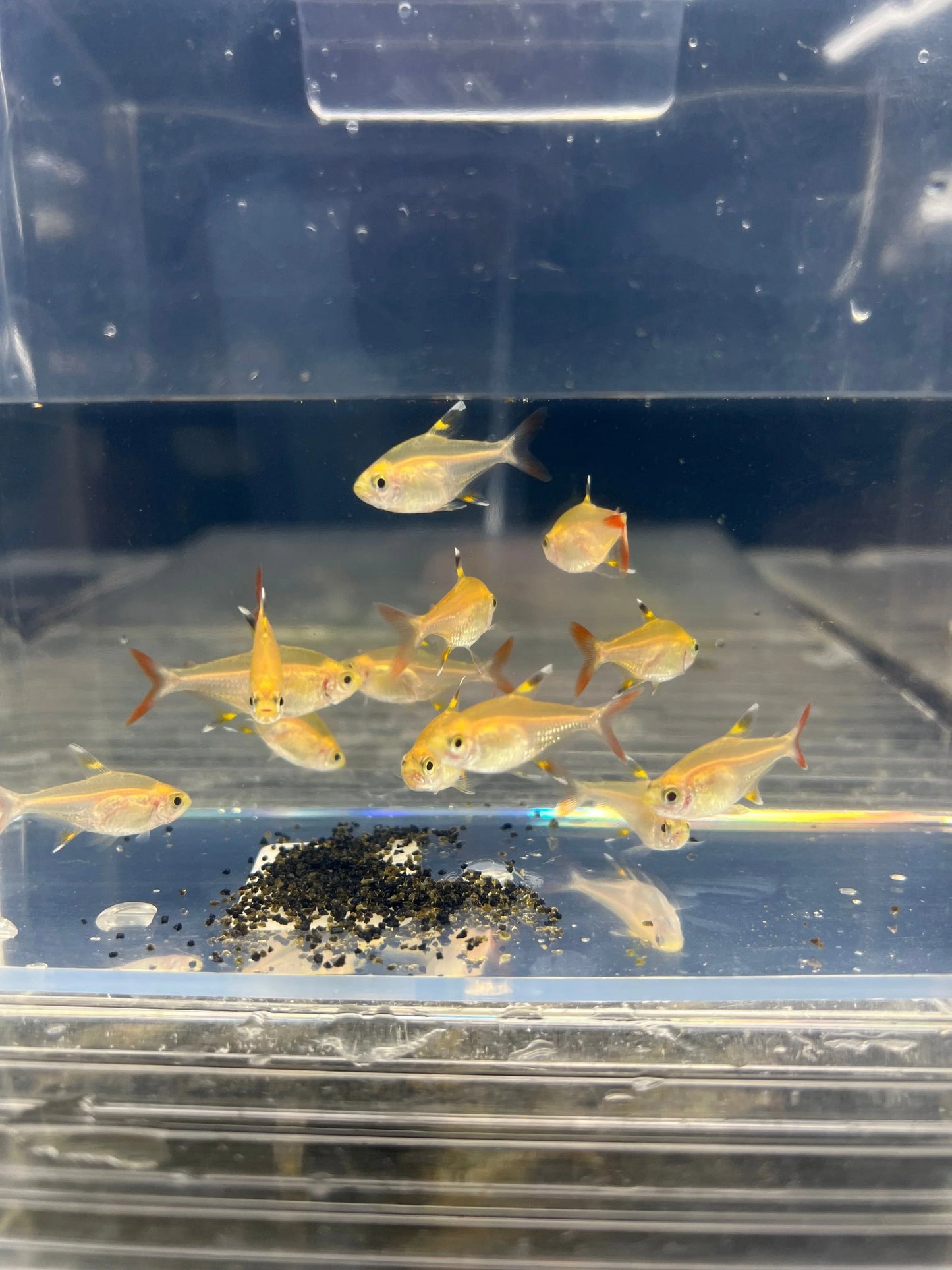 Pristella Golden Tetra PACK OF 6