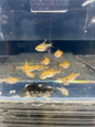 Pristella Golden Tetra PACK OF 6