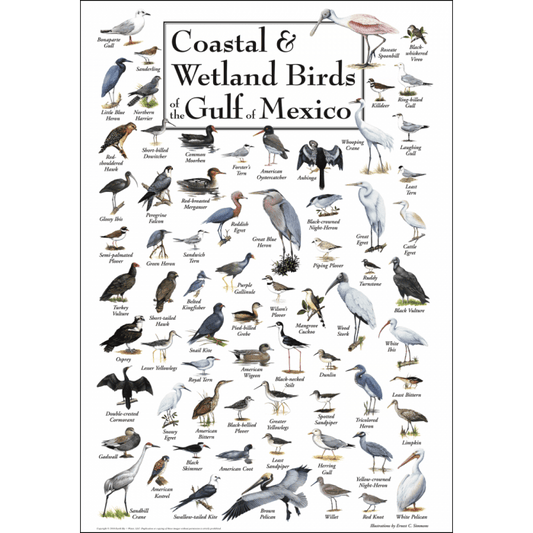 Coastal & Wetland Birds of the Gulf of Mexico Poster – 19" x 27"