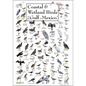 Coastal & Wetland Birds of the Gulf of Mexico Poster – 19" x 27"