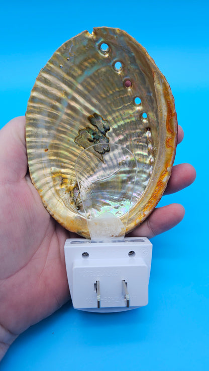Green Abalone Shell LED Night Light – Premium Coastal Décor Accent