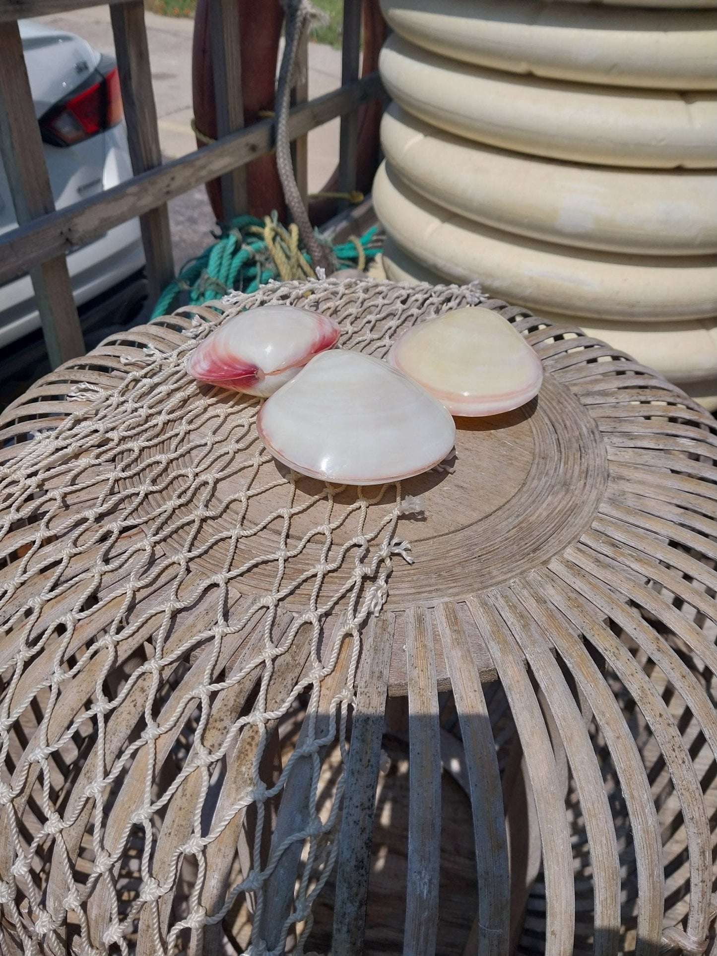 Polished Tiger Clam Pair - Codakia tigrina