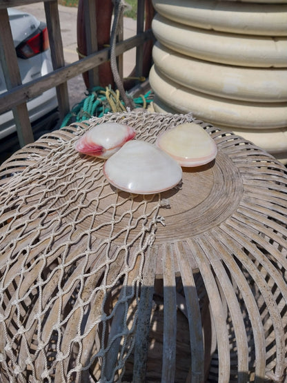 Polished Tiger Clam Pair - Codakia tigrina