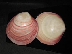 Polished Tiger Clam Pair - Codakia tigrina
