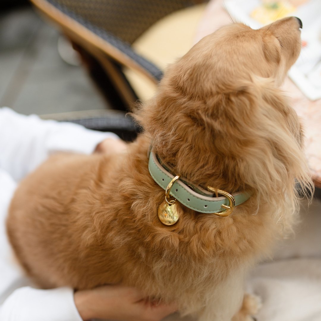 Collar - Vegan Leather
