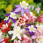 McKana Giant Columbine – 100 Seeds
