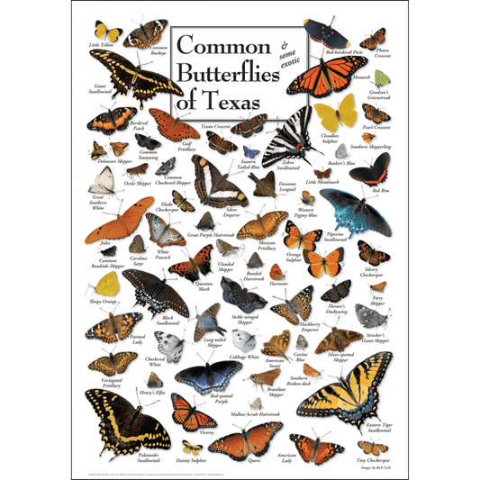 Common Butterflies of Texas Poster – 19″ x 27″