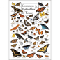 Common Butterflies of Texas Poster – 19″ x 27″