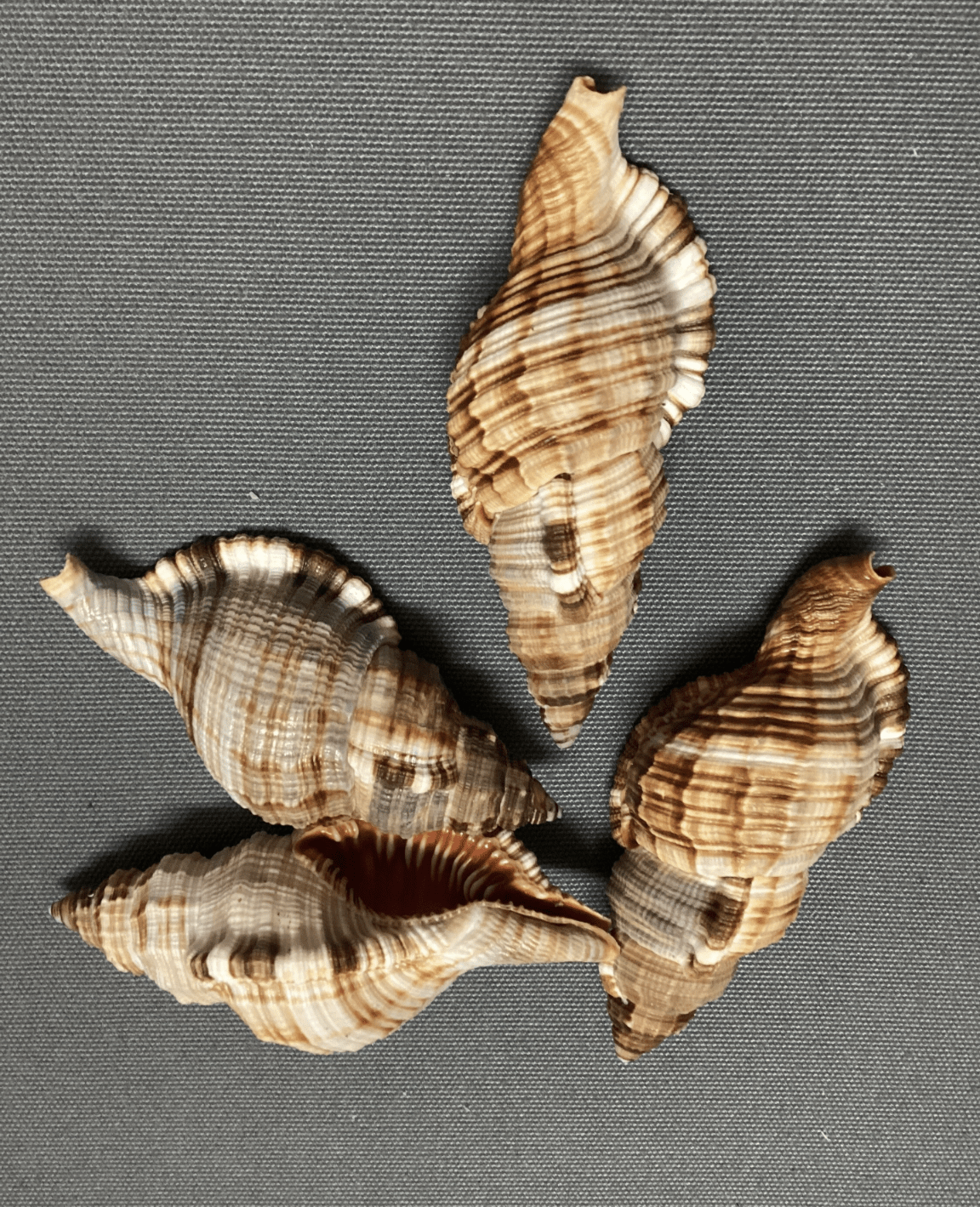 Common Triton Shell CYMATIUM PILEARE