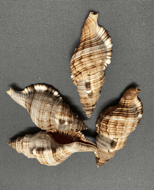 Common Triton Shell CYMATIUM PILEARE