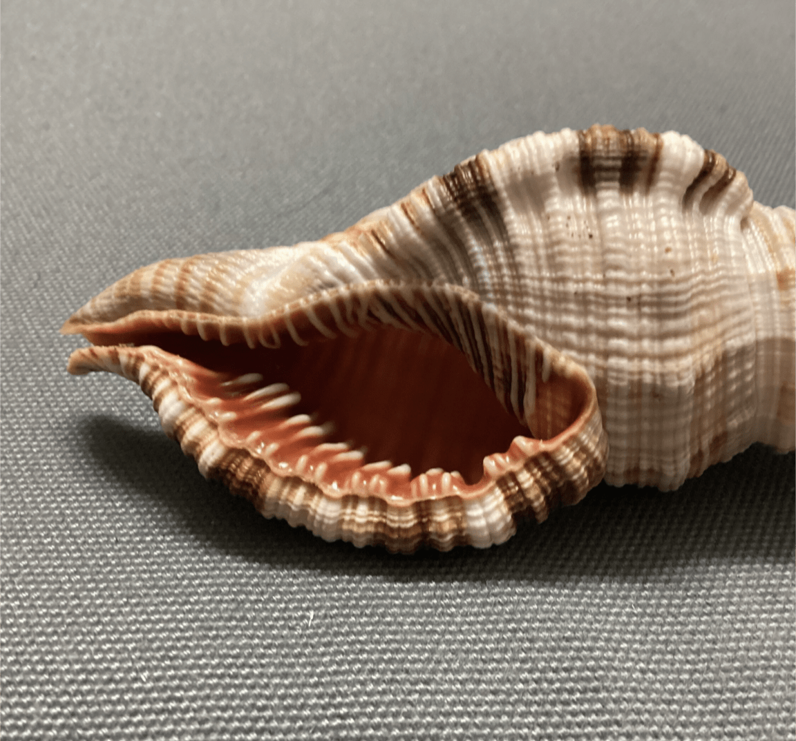 Common Triton Shell CYMATIUM PILEARE