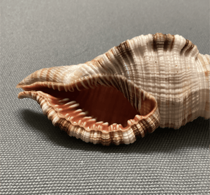 Common Triton Shell CYMATIUM PILEARE