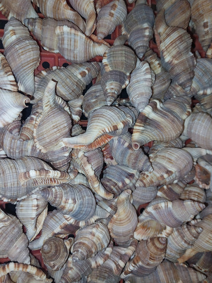 Common Triton Shell CYMATIUM PILEARE