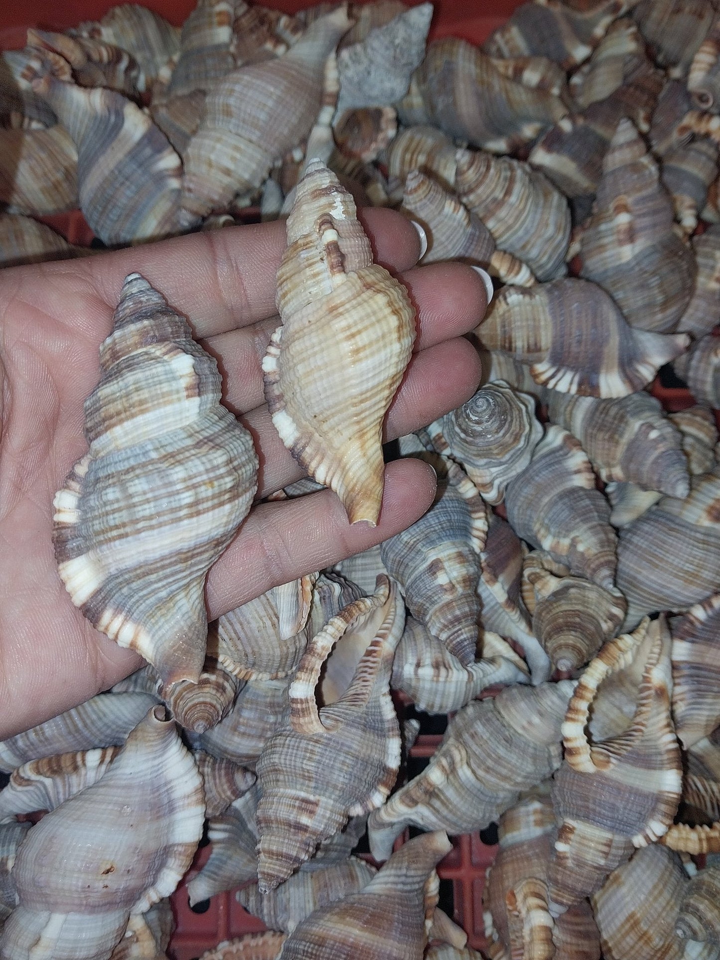 Common Triton Shell CYMATIUM PILEARE