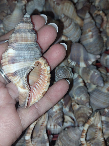 Common Triton Shell CYMATIUM PILEARE