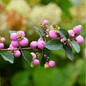 Coralberry – 30 Seeds