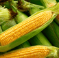 Kandy Korn Corn – 60 Seeds