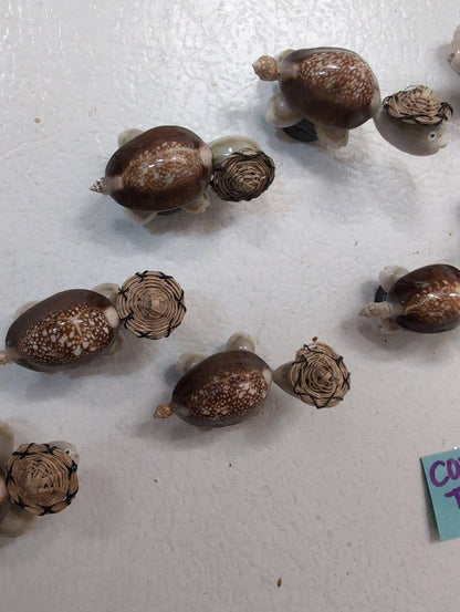 Cowrie Shell Turtle Magnets