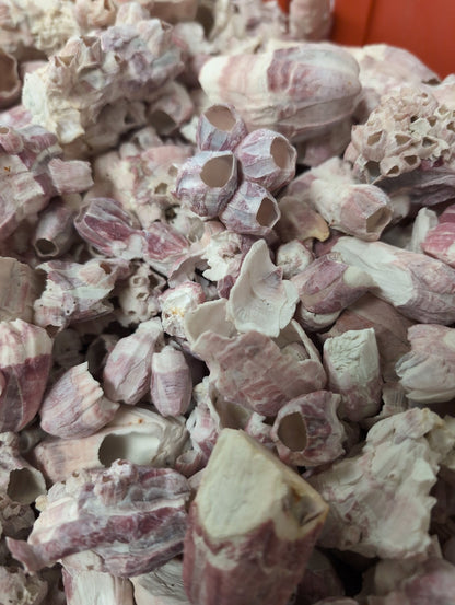 Crafting Barnacles – Gulf of America