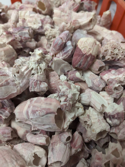 Crafting Barnacles – Gulf of America