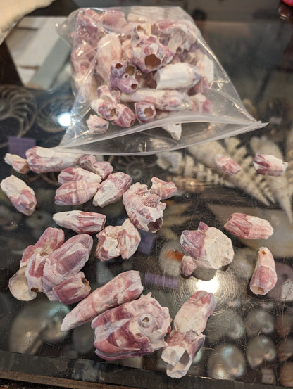 Crafting Barnacles – Gulf of America