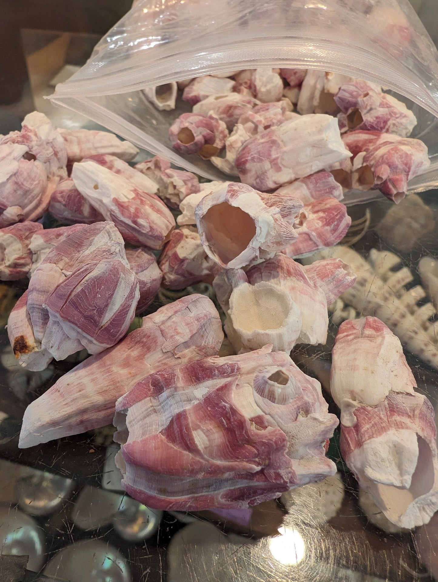 Crafting Barnacles – Gulf of America