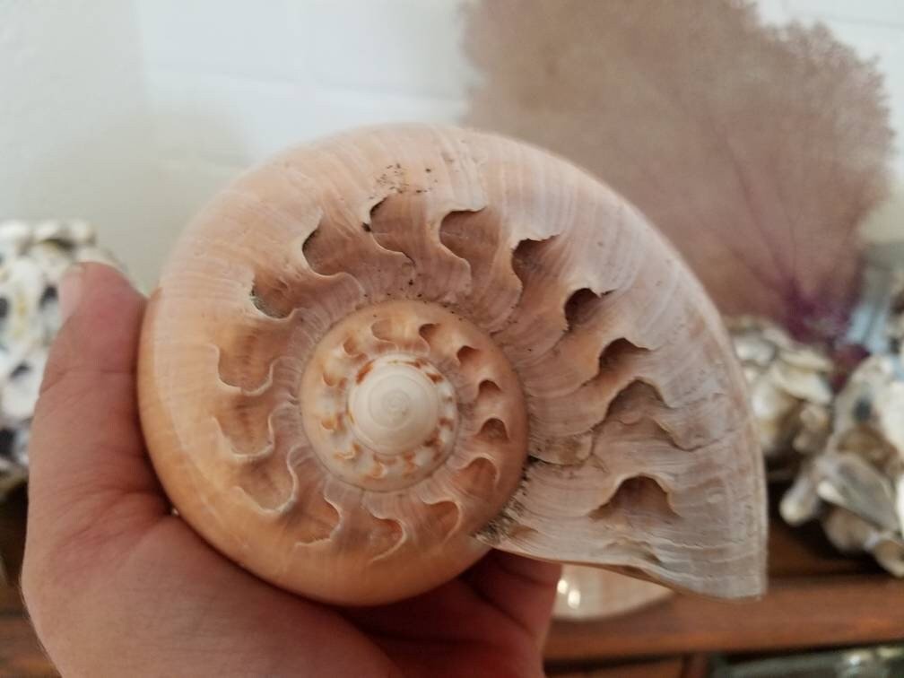 Crowned Baler Melon Shell VOLUTA DIADEMA