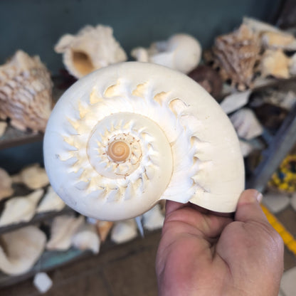 Crowned Baler Melon Shell VOLUTA DIADEMA