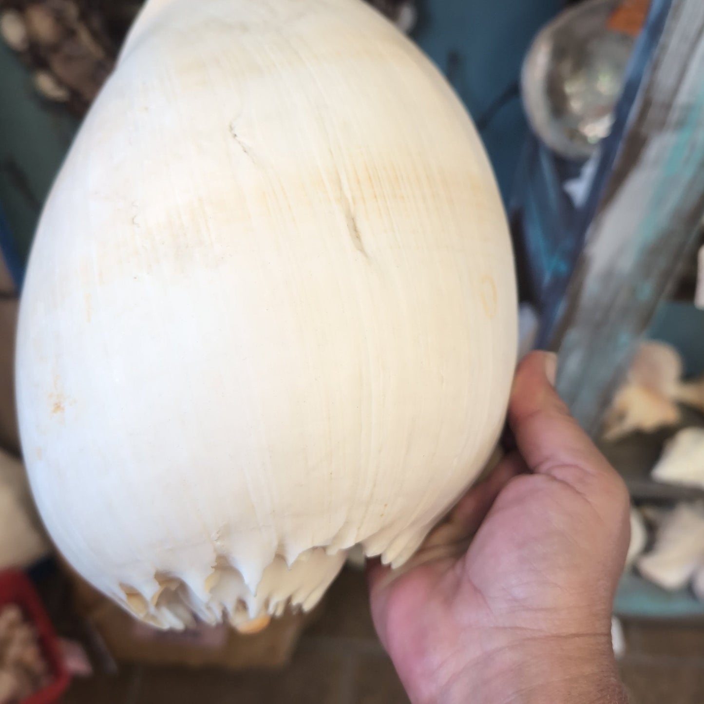 Crowned Baler Melon Shell VOLUTA DIADEMA